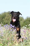 BEAUCERON 171